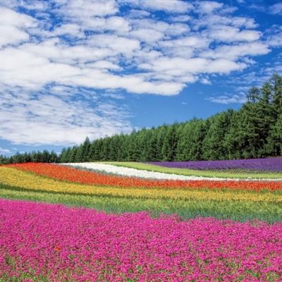 探秘“潔癖大師”的藝術魅力！倪瓚數(shù)字水墨限量發(fā)行